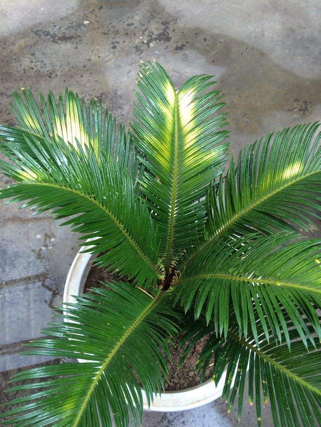 铁树叶子发黄怎么办啊，铁树叶子发黄怎么处理（变绿的方法现在教给你）