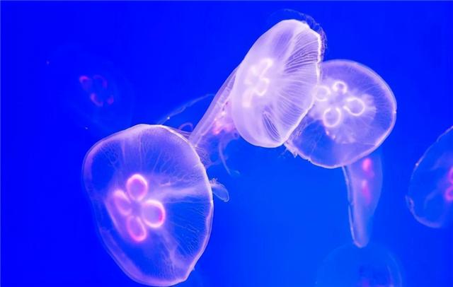水母和海蜇头是什么关系，水母和海蜇头是什么关系图片（我们平时吃的都是海蜇皮和海蜇头）