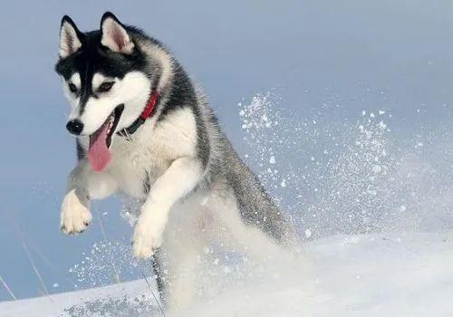 雪橇犬三傻是哪三傻，雪橇三傻分别是什么狗（“雪橇三傻”到底谁最“傻”）