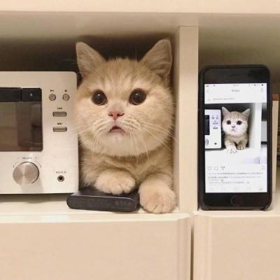 猫咪宝贝头像微信，猫咪宝贝头像（微信头像猫咪可爱搞怪）