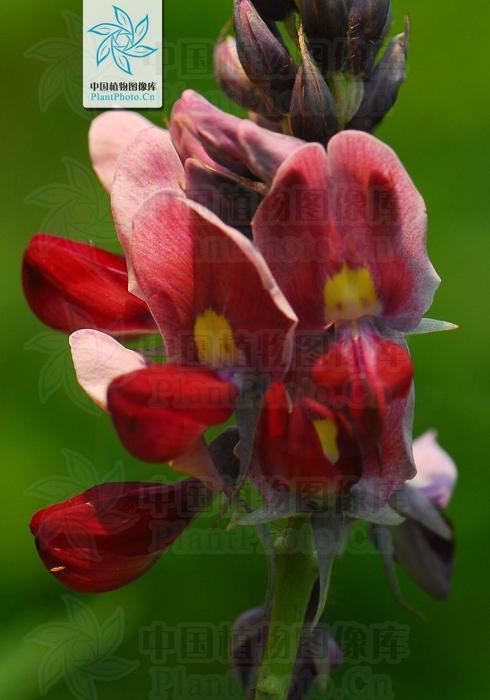 本草图经作者是谁，《本草图经》的作者（芎藭 蘼蕪 藁本）