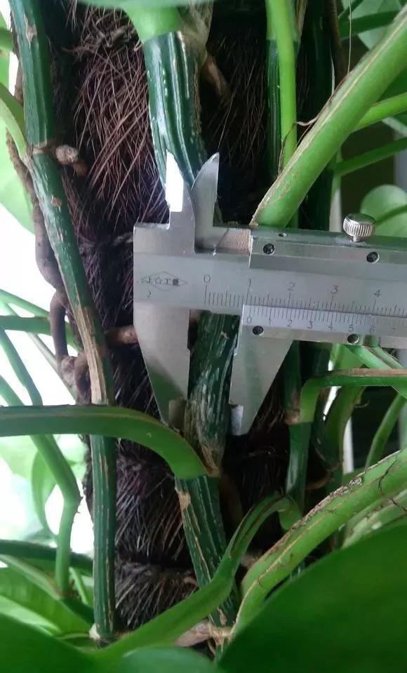 绿萝怎么养才能更旺盛，绿萝怎么养才能更旺盛用什么肥料