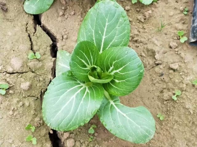 水菜是什么菜，水菜和普通菜的区别（原来浇水的方法出了问题）