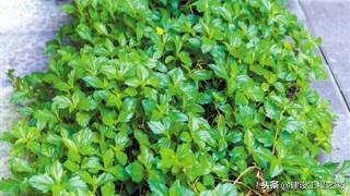 我的世界黑色混凝土的英文是什么，我的世界黑色混凝土英语（神奇！混凝土上竟然能种草！）