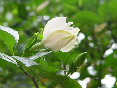 栀子花怎么养才能更旺盛开花，栀子花怎么养才能更旺盛（栀子花怎么养才开花）