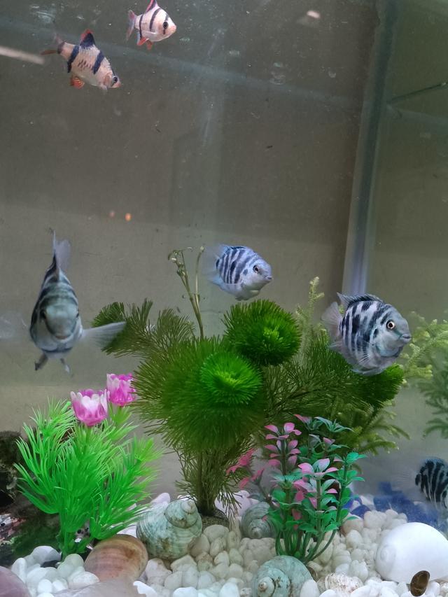 鹦鹉鱼可以跟什么鱼混养，什么鱼可以与鹦鹉鱼混养（迷你鹦鹉鱼能和什么鱼混养）