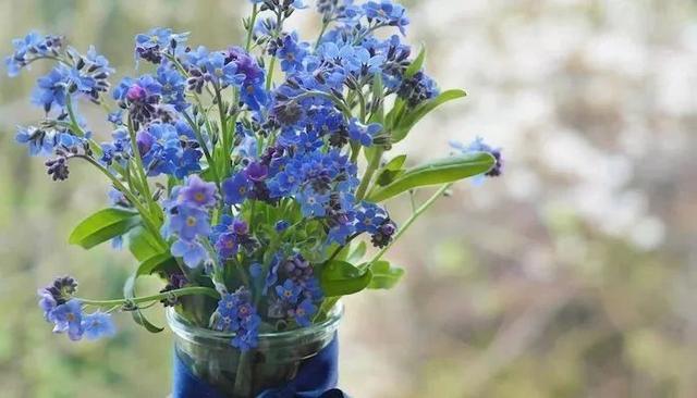 月季花的寓意和象征，月季花的寓意和象征花语（这9种生活中常见的烂漫之花）