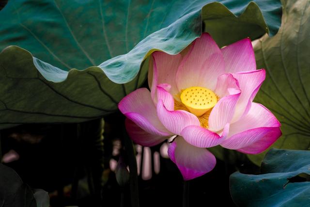 面相解析嘴角上扬的男人命运，嘴巴上扬的男人面相（心理学：男人爱不爱你）