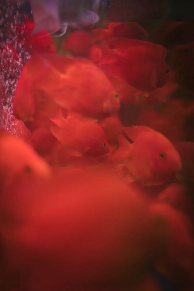 杭州哪个花鸟市场卖猫，杭州最大的花鸟市场在哪里（拍出“港风”，吴山花鸟市场）