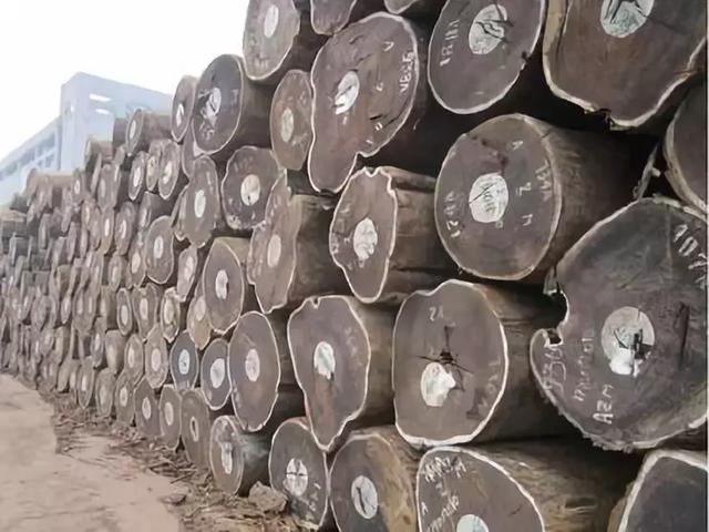 树木名称，知识，铁刀木与铁力木的区别（100种树木名称）