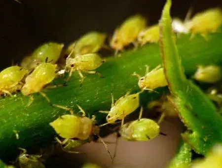 腻虫怎么消灭它，腻虫用什么药最好是（高手教你治蚜虫）