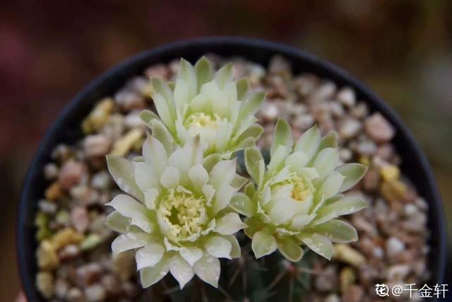 荷花的外貌特征，荷花的外貌特征怎么写（这花平时丑的没人看）