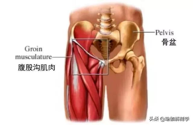 练瑜伽，为什么要打开腹股沟？