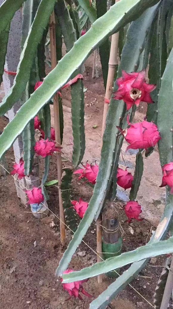 霸王花是火龙果的花吗，昙花、霸王花、火龙果花和令箭荷花的区别（奶奶把一根枝插土里）