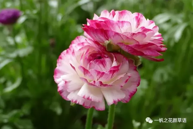 花毛茛，花毛茛<Ranunculus（花毛茛的花语）