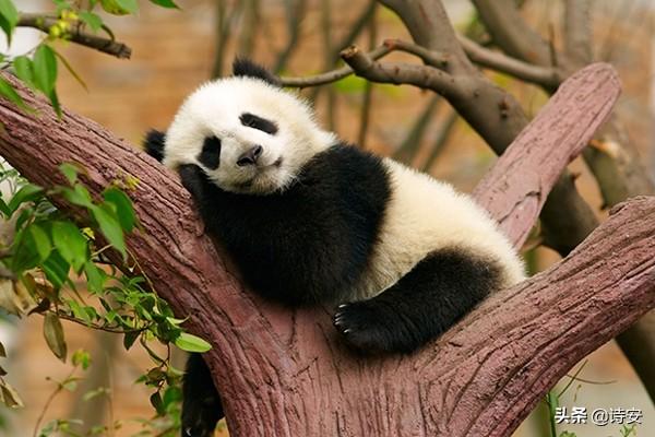 什么是熊猫债券，什么是熊猫债券基金（“熊猫”债券在世界多国受热捧）