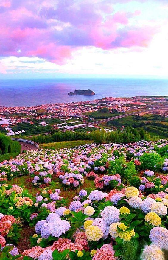 花景生多云讲什么，花景生（漫山遍野的鲜花，满眼春光）