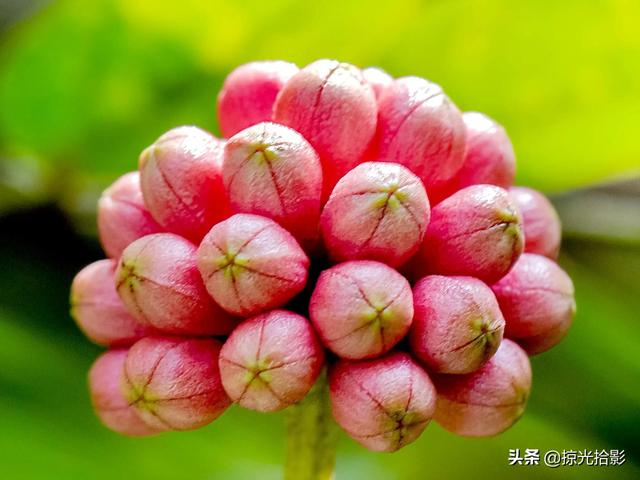 花卉图片大全及花名，常见花卉图片及名称（20种花卉的图片）