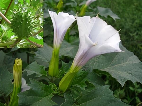 曼陀罗花，花似喇叭果似球（曼陀罗花泡酒治类风湿）