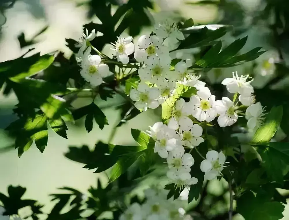 各种花开放的时间（100种常见花的花开时间附图）