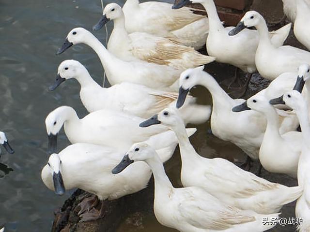 蝗虫最怕的四种天敌，但并非什么鸭子都能上阵杀蝗