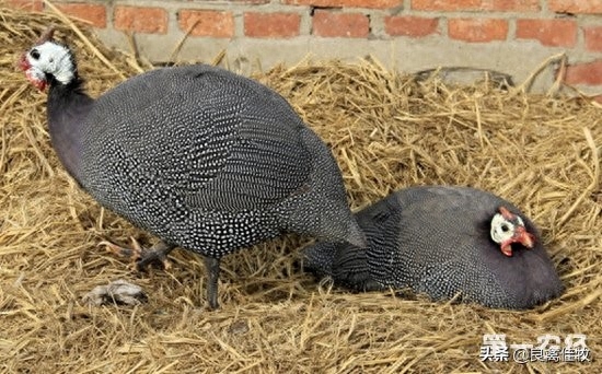 珍珠雞的養殖方法,珍珠雞的養殖技術和飼養方法(珍珠雞飼養管理,你懂么) 珍珠雞的養殖方法,珍珠雞的養殖技術和飼養方法(珍珠雞飼養管理,你懂么)