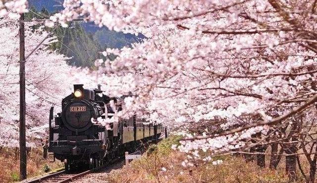 关于樱花的诗句，关于樱花的诗句有哪些（诗词鉴赏-岁岁樱花树树春）