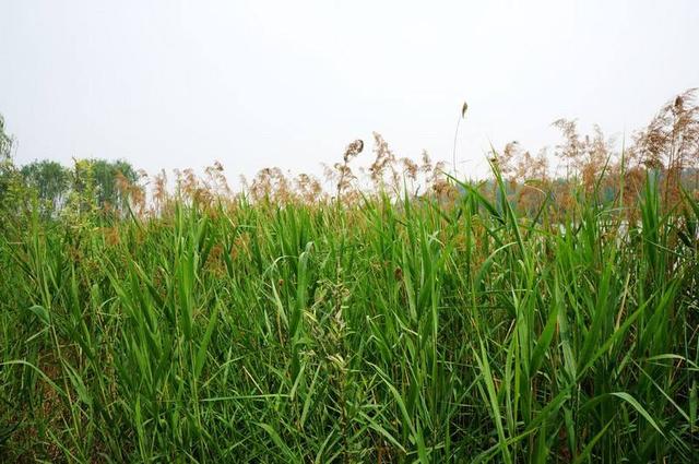 什么的芦苇，什么的芦苇荡填形容词（家乡的芦苇）