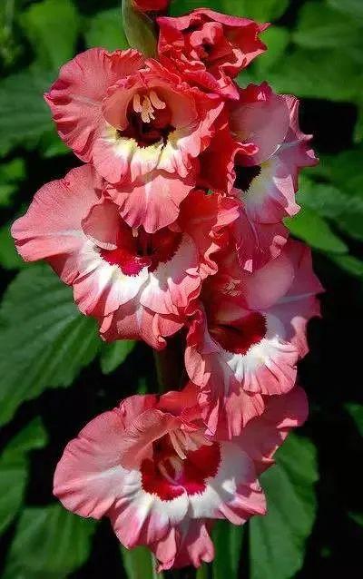 世界上有多少种花，世界上有多少种花?分别是什么（100幅美丽的花儿，赏心悦目）