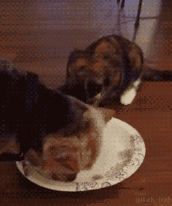 木糖醇的危害，木糖醇的功效与副作用（狗狗偷吃蛋糕后身亡）