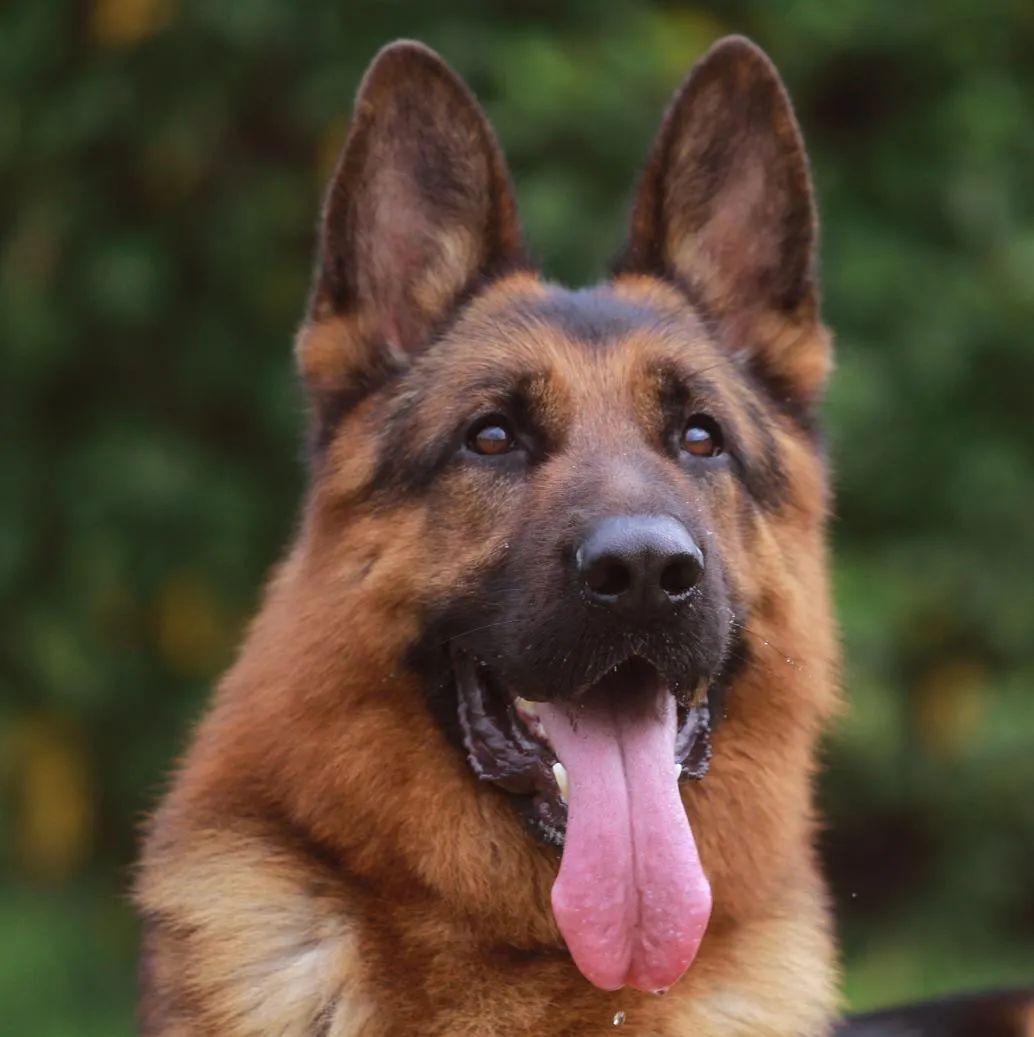 警犬多少钱一只(中国最厉害的警犬)