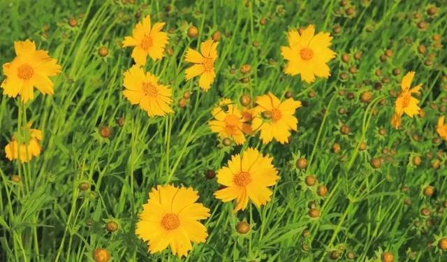 故事的小黄花代表什么，故事的小黄花代表什么含义（初夏——故事里的小黄花）