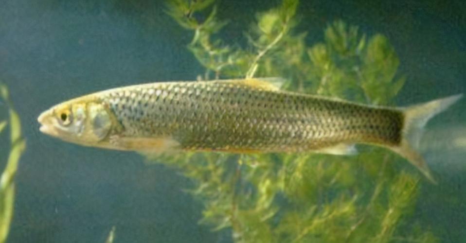 三叶唇鱼介绍，双唇鱼学名叫什么（鱼类：中国淡水鱼类图谱）