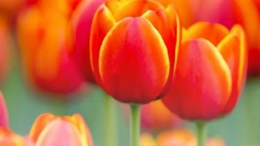 madam怎么读，madam怎么读英语（新概念一单词104-111课我拆你看）