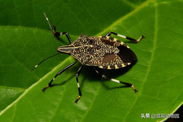 草蛉介绍，草蛉的特点是什么（小时候很多常见的虫子都令人难忘）