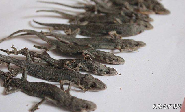 守宫是蜥蜴还是壁虎，为何会成为“五毒”之一