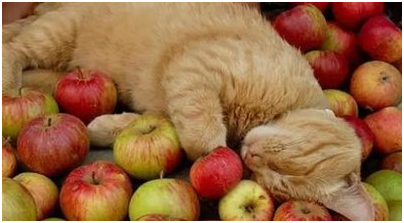 猫可以吃哪些水果，猫能吃什么水果（这只猫咪居然是吃榴莲狂魔）