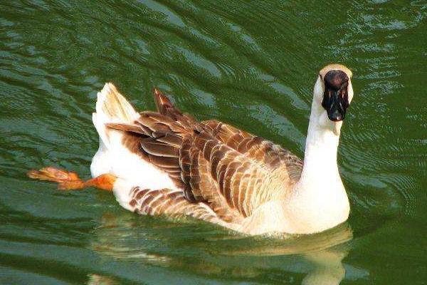 潮州美食之卤鹅老鹅头，一个鹅头价值上千元
