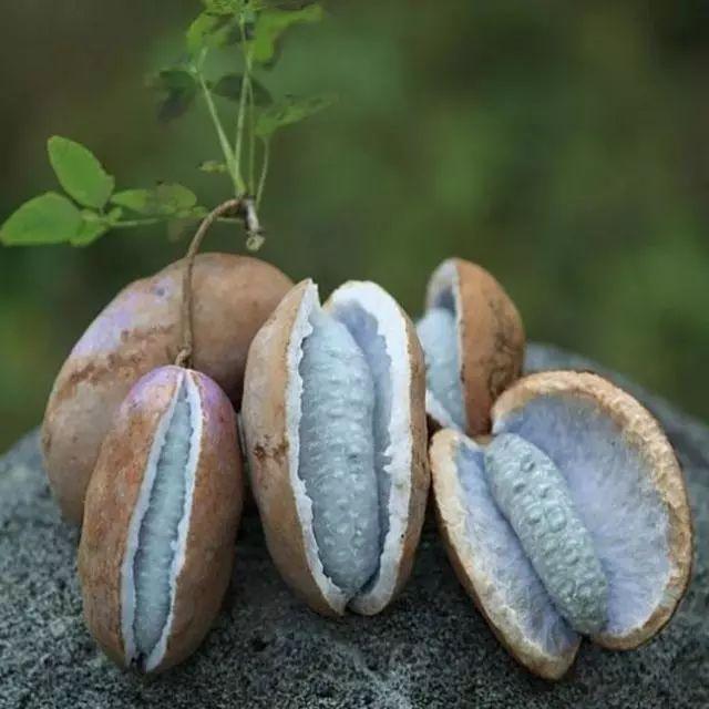 十月瓜是什么，九月瓜是什么（网上卖30元1斤）