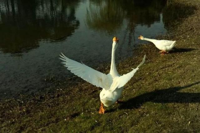动物界三大流氓，动物界的三大奇葩生物（小时候遇到的动物界“恶霸”）