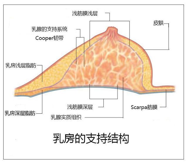 判断胸下垂标准图片，胸下垂 判断标准（OMG,我的胸，下垂了）