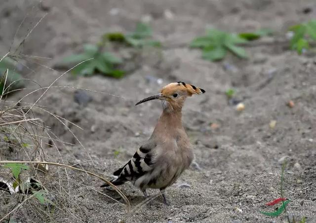 龙船调简谱,龙船调大体上分为几部分(张家界米粉之歌新鲜出“锅”) 龙船调简谱,龙船调大体上分为几部分(张家界米粉之歌新鲜出“锅”)