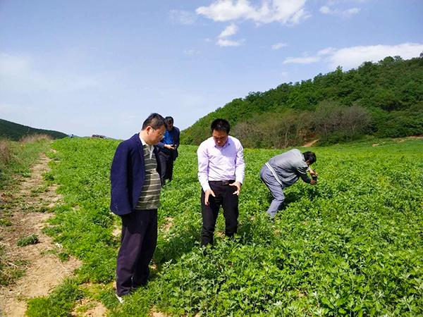 孙思邈简介，孙思邈简介30字（走进宜君木瓜城大秦山大艾示范基地）