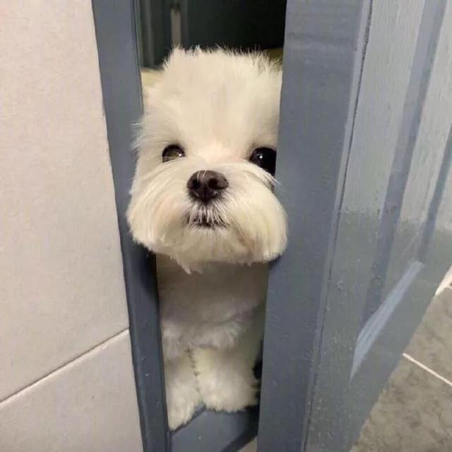 可爱的qq名字，可爱qq名字（好听可爱的宠物名字轻简调皮拨动你心-可爱点）