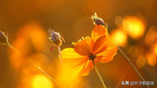 怎么追天蝎座女生，追天蝎女成功率最高的方法（撩他们只需要三句话）