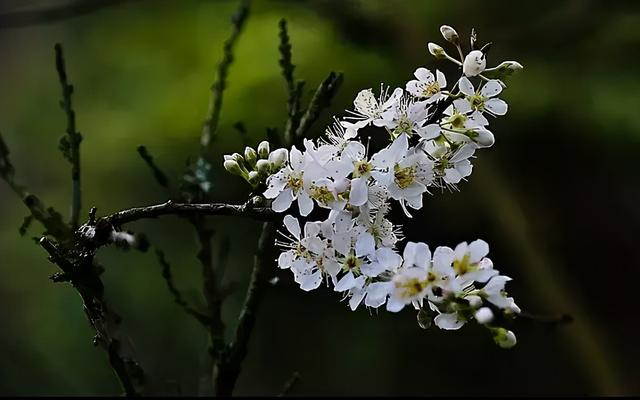 樱花和杏花有什么区别，樱花跟杏花有啥区别（你还傻傻分不清桃花、杏花、樱花、梨花、李花、海棠花）