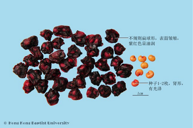 五味子的功效与作用与主治，五味子的功效与主治（“五味神果”——补肾宁心的五味子）