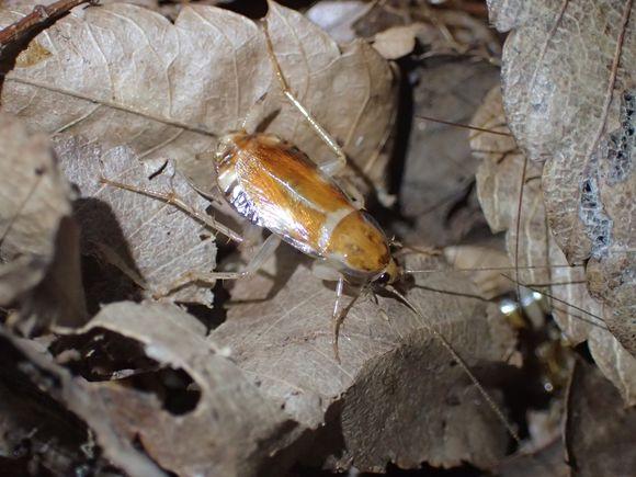 中华婪步甲怎么会在家里出现,中华婪步甲会在家里繁殖吗(净享生活,常