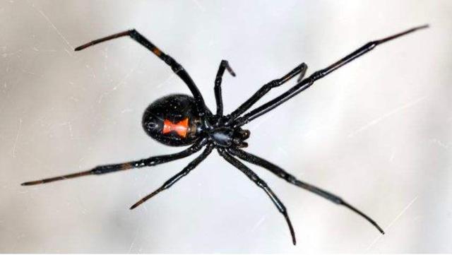 8种毒蜘蛛千万别碰，盘点世界十大最毒蜘蛛（世界十大毒性最强蜘蛛）