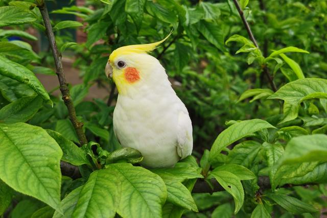 哪种宠物鸟最好养又好看，什么宠物鸟好看又好养（难怪能够“通杀”养宠物的朋友们）